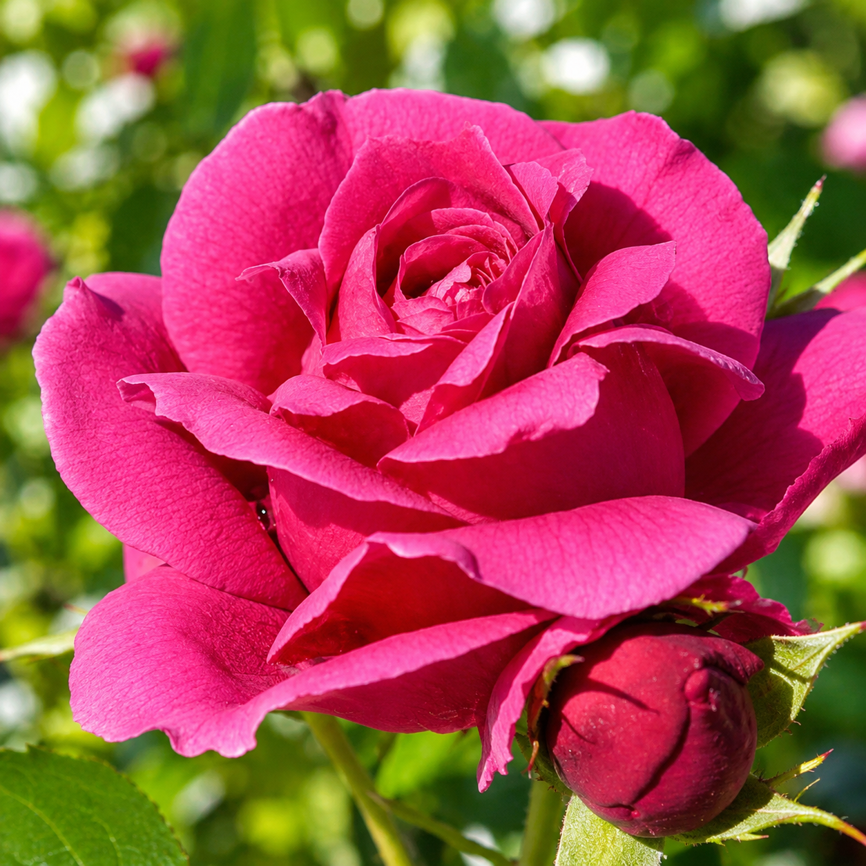 Grande Dame ™ Potted Rose Bush