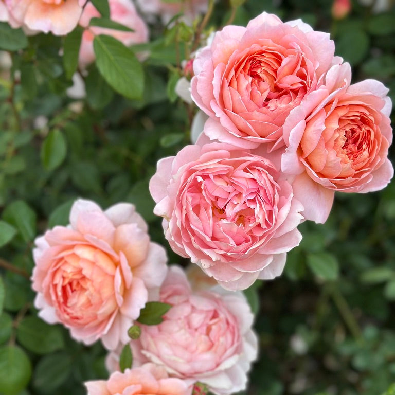 David Austin® Carding Mill® Potted Rose Bush
