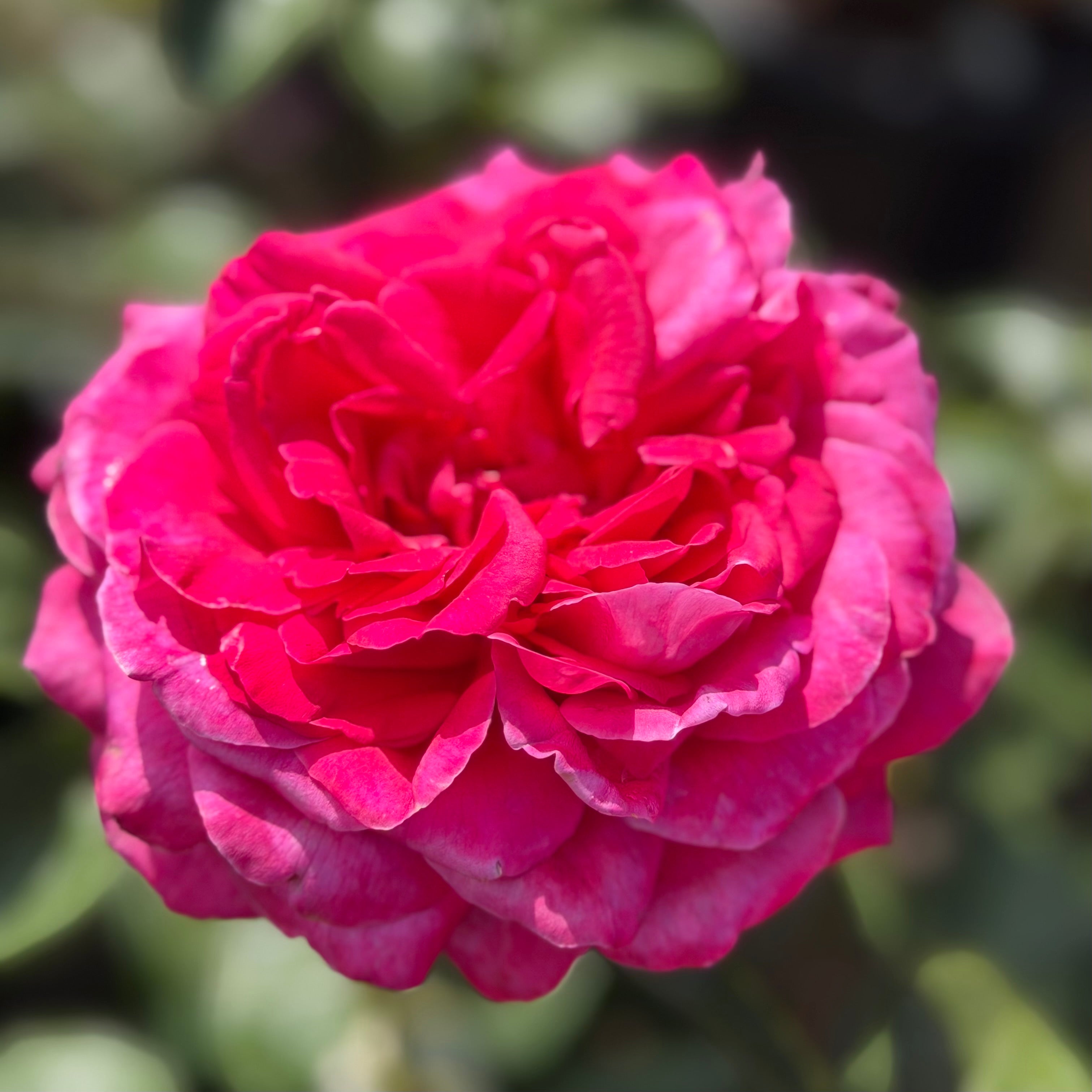 Adélaïde-Grace⢠Potted Rose Bush
