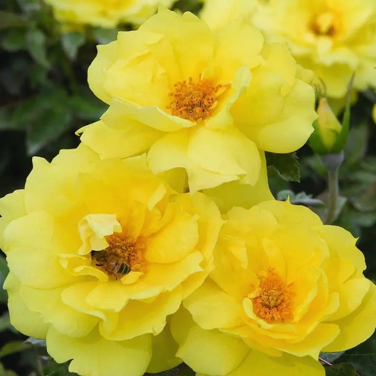 Anthony Meilland® Potted Rose Bush