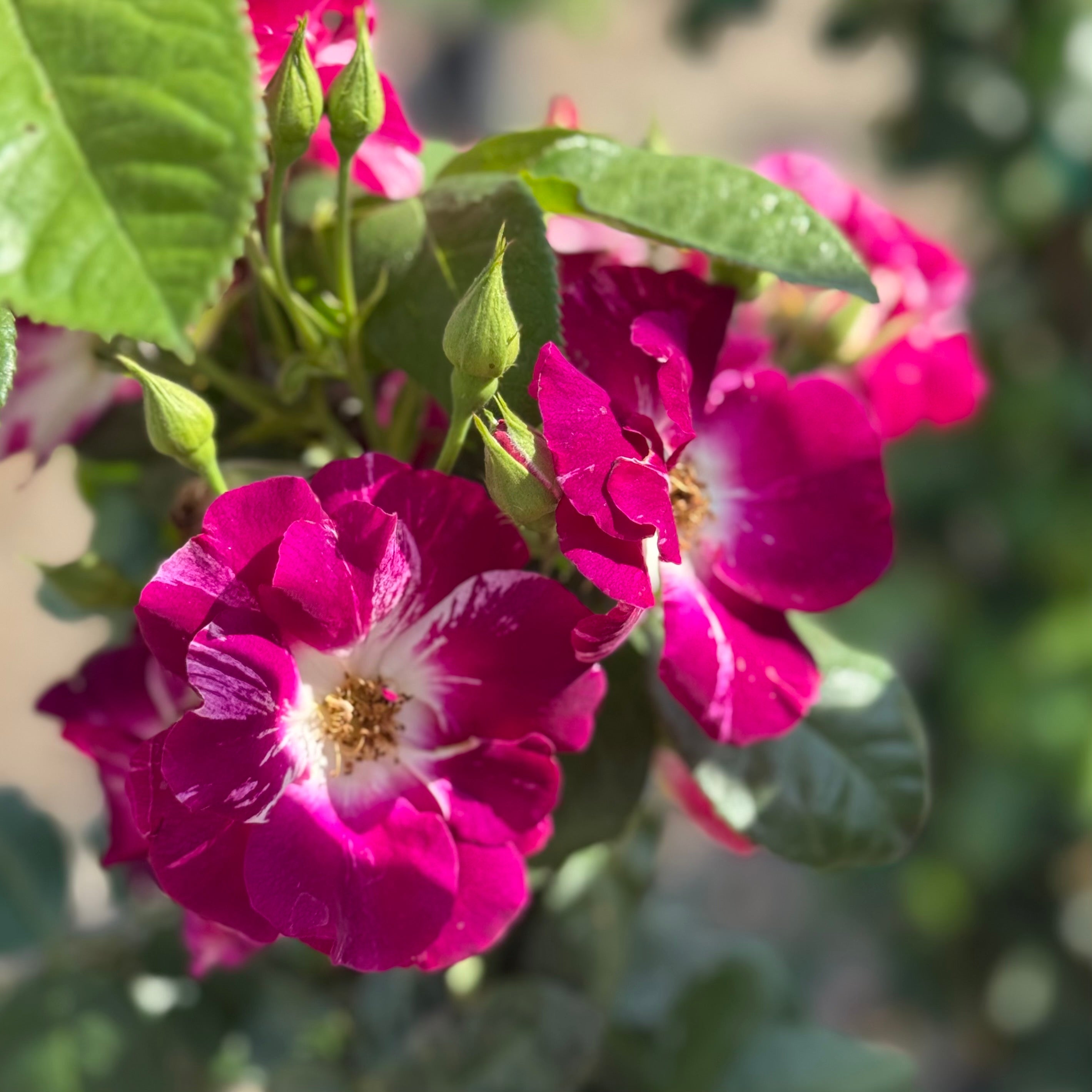 Purple Splash™ Potted Climbing Rose Bush