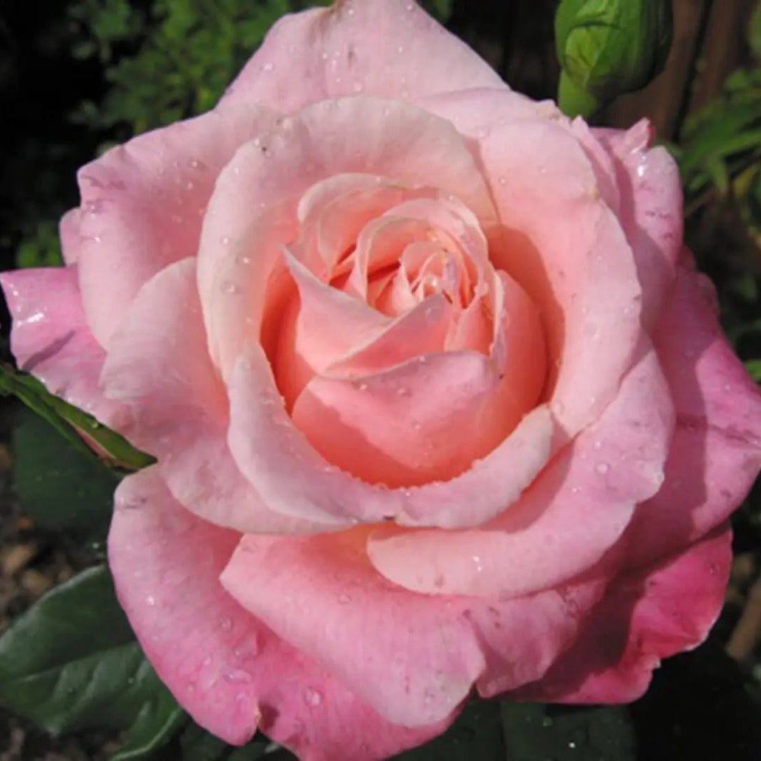 Color Magic Potted Rose Bush
