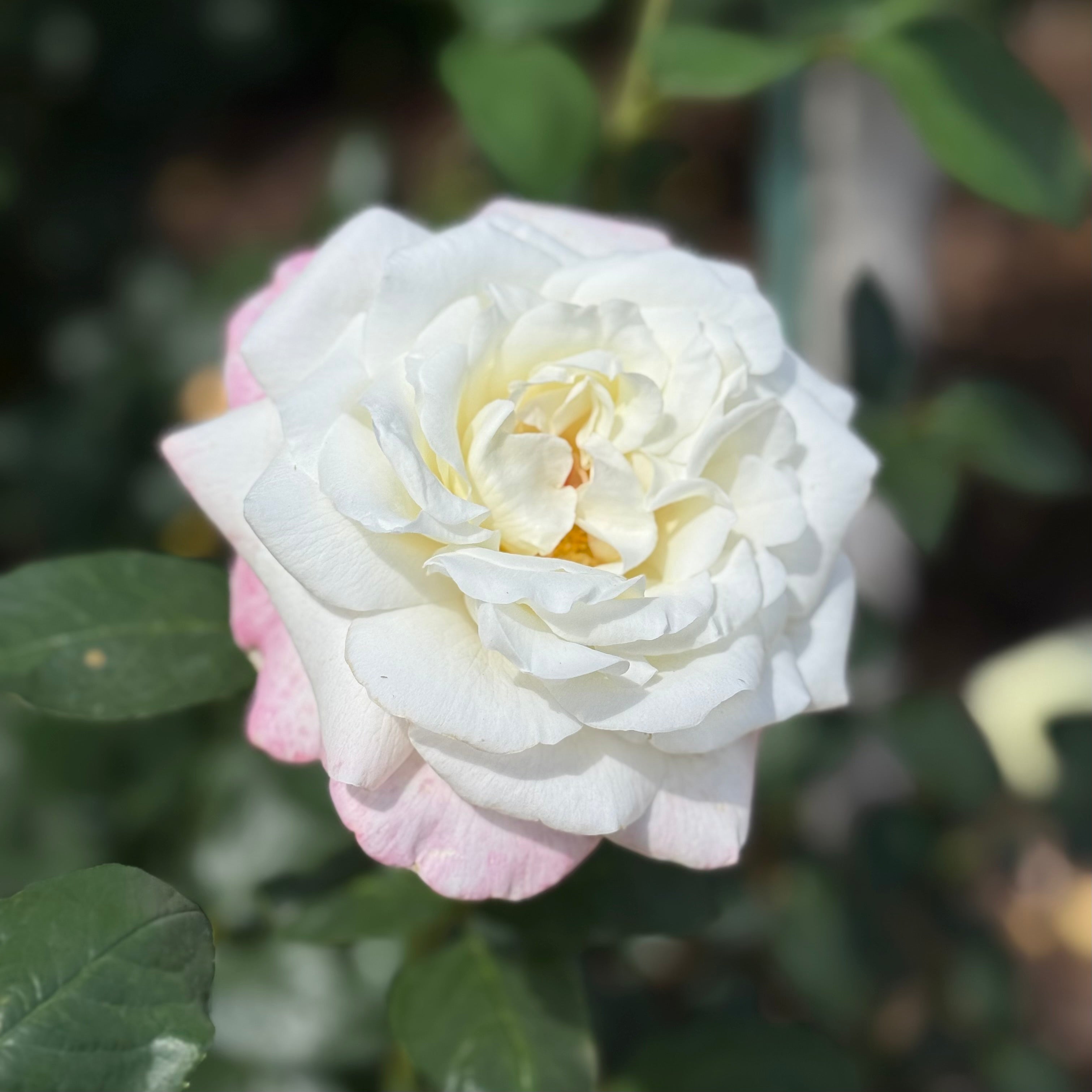 Sugar Moon™ Potted Rose Bush