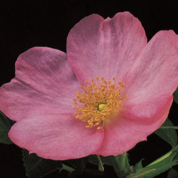 Frau Dagmar Hartopp Bare Root Rose Bush