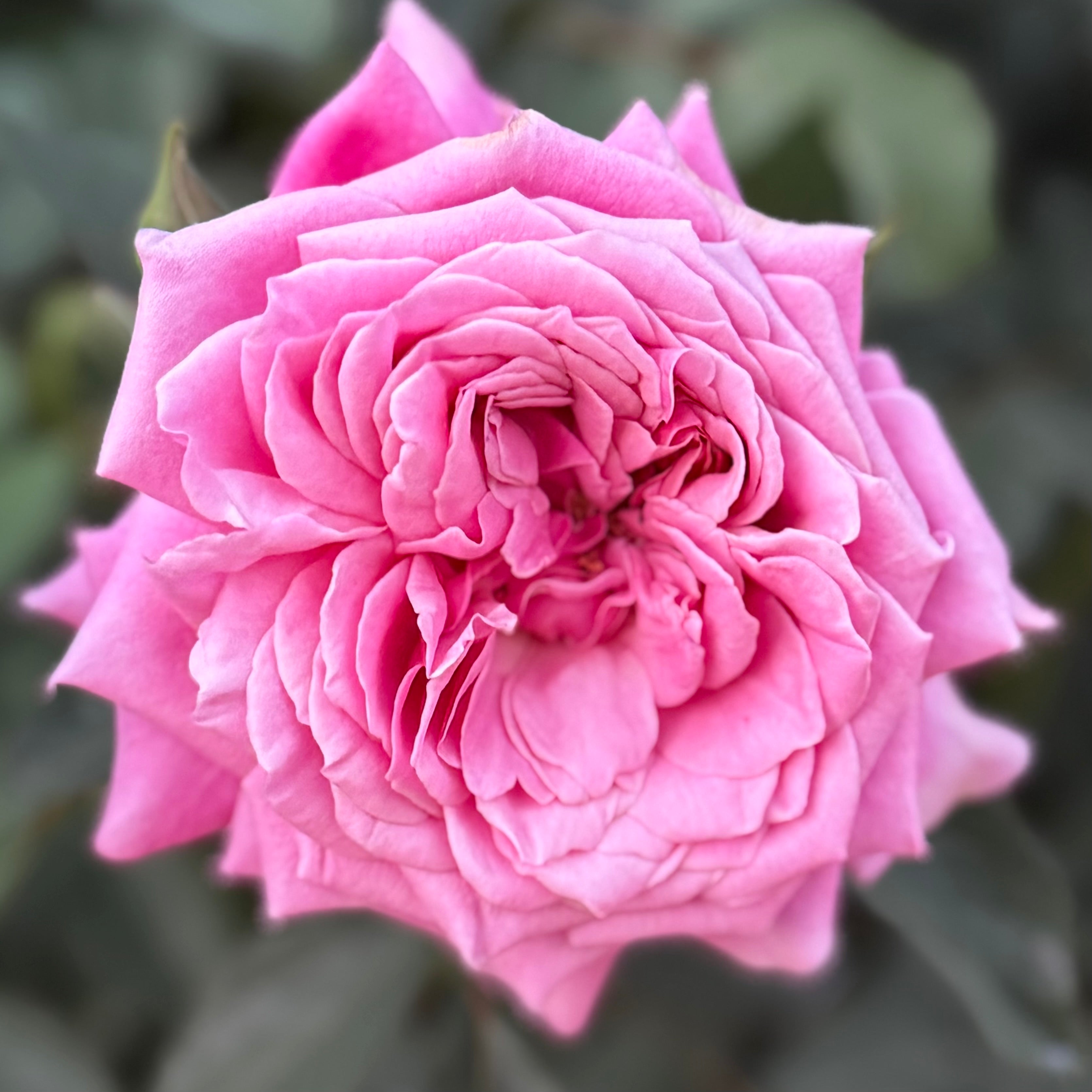 Queen Of Elegance™ Potted Tree Rose