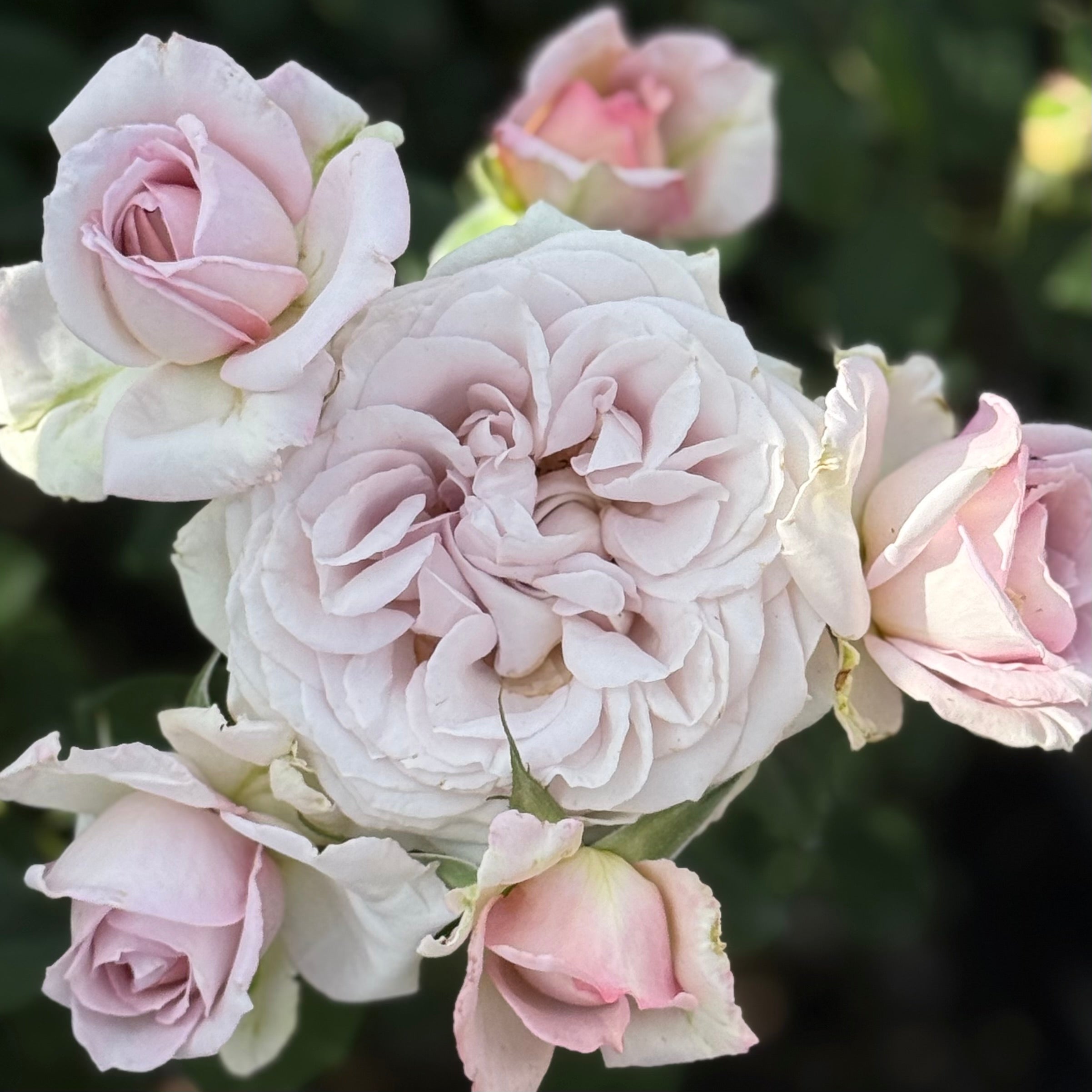 Silver Lining™ Potted Rose Bush