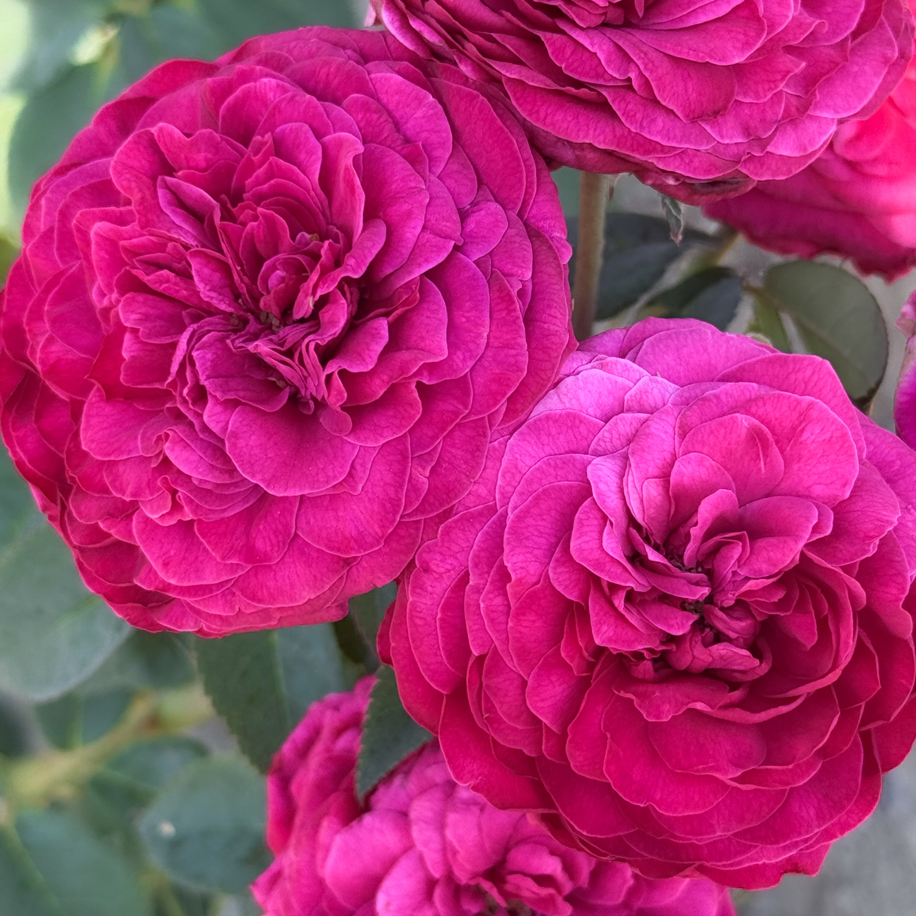 Delphine-Grace™ Potted Rose Bush