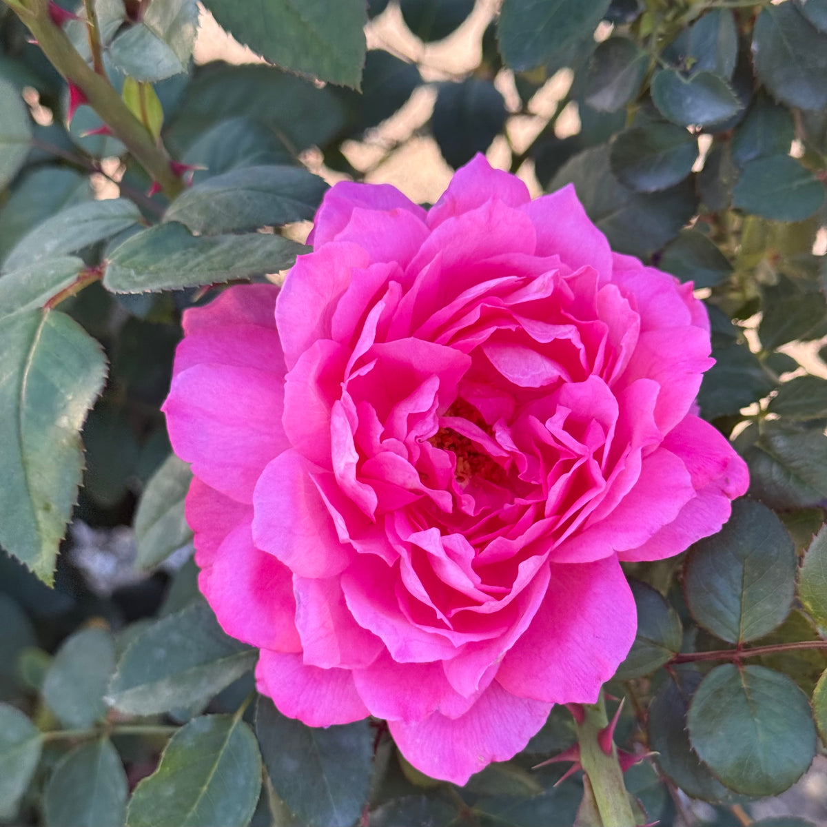 True Bloom Roses® True Inspiration™ Bare Root Rose Bush