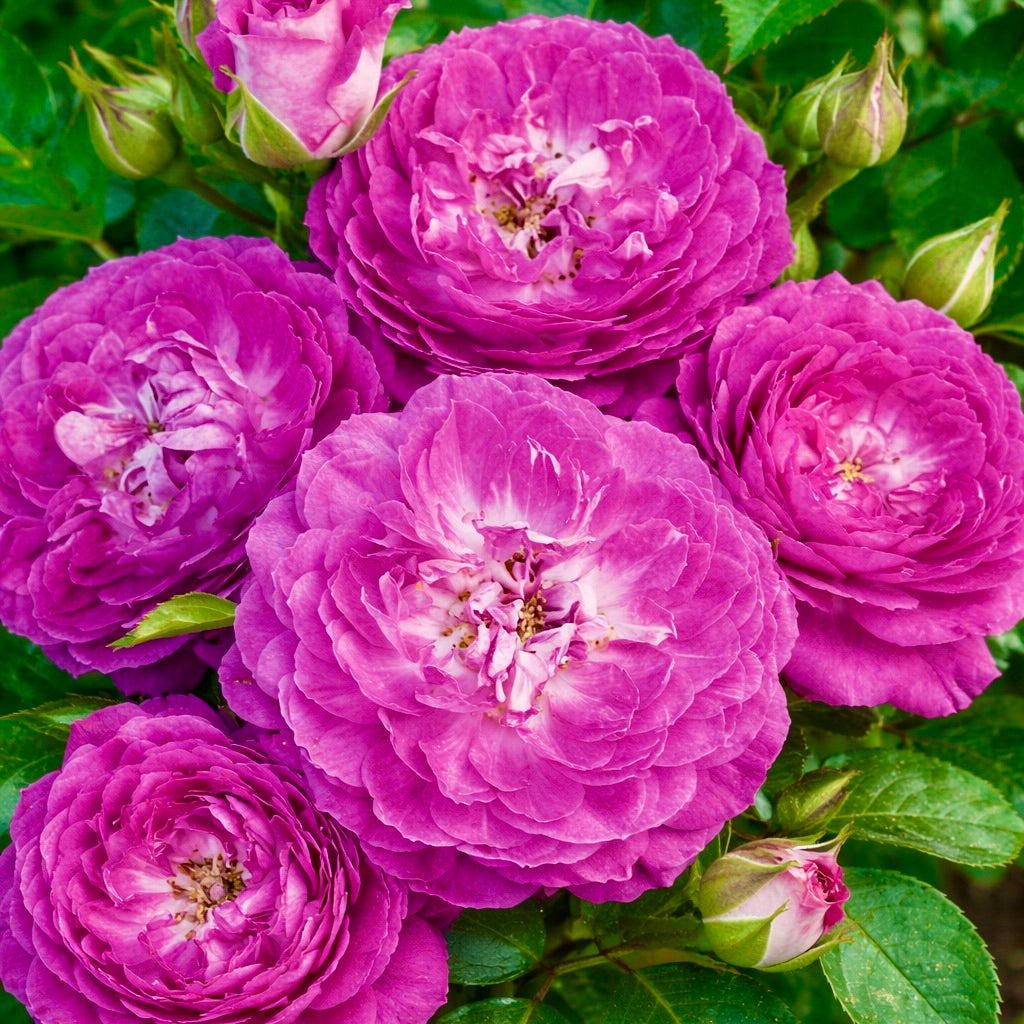Easy Charmer™ Potted Rose Bush
