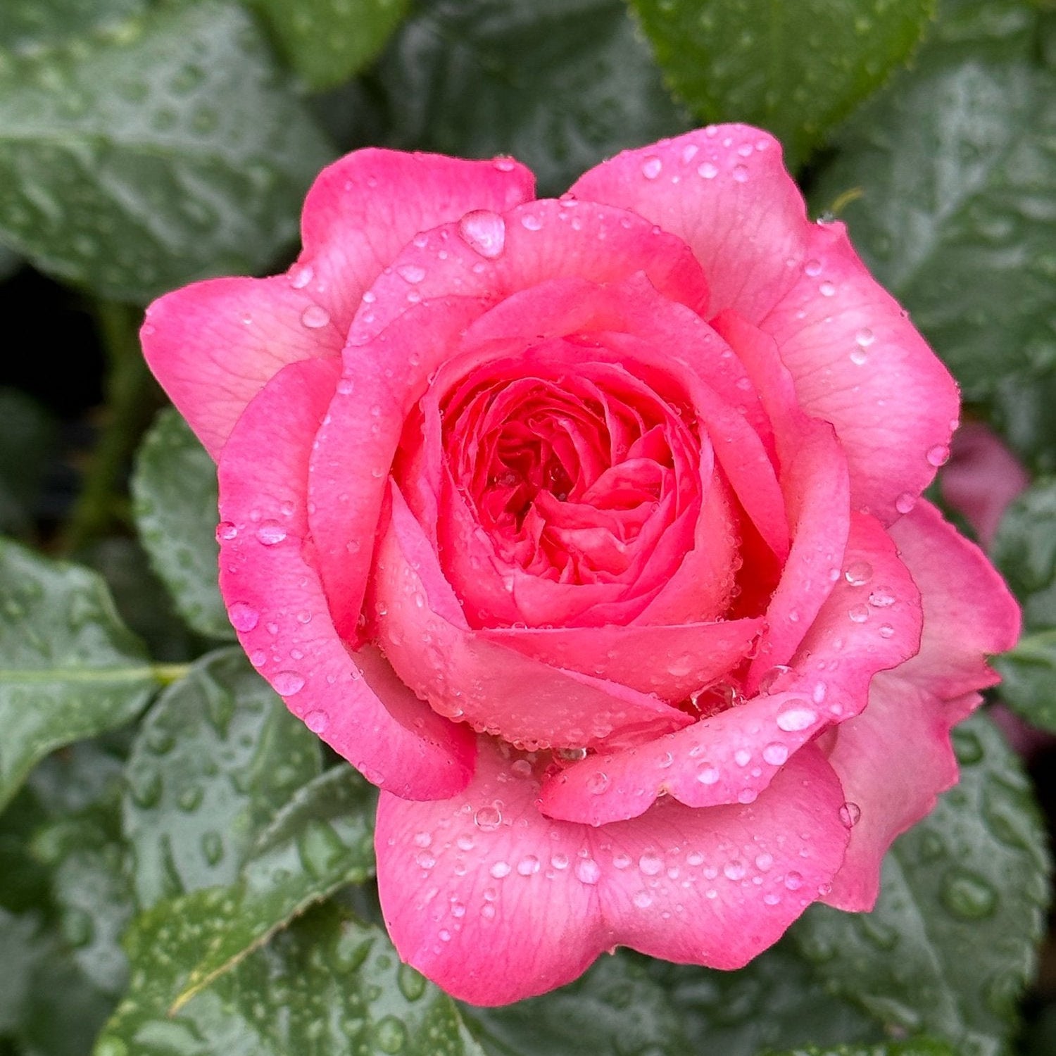 Leap of Faith™ Potted Rose Bush