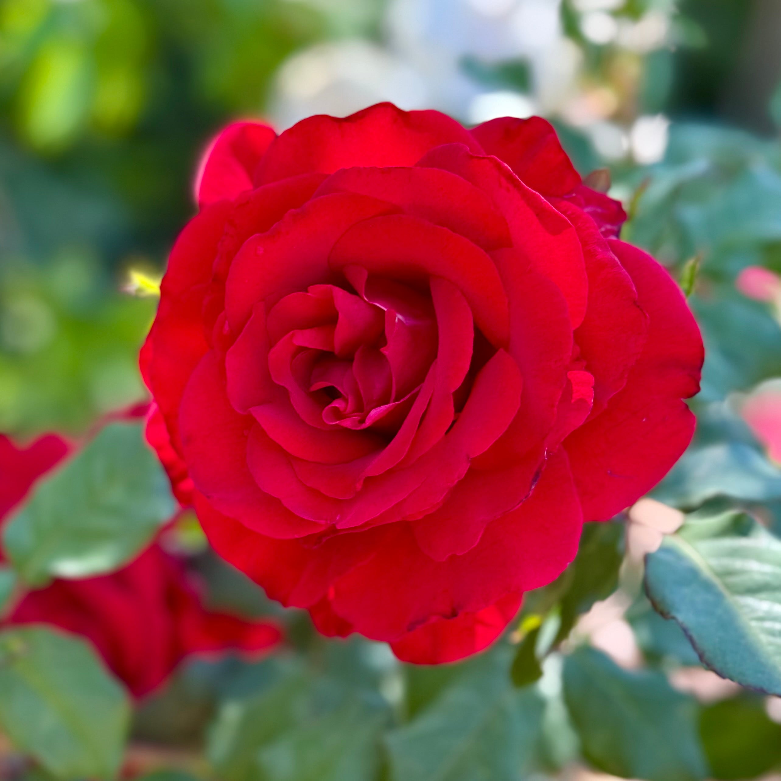 Love's Promise™ Potted Rose Bush