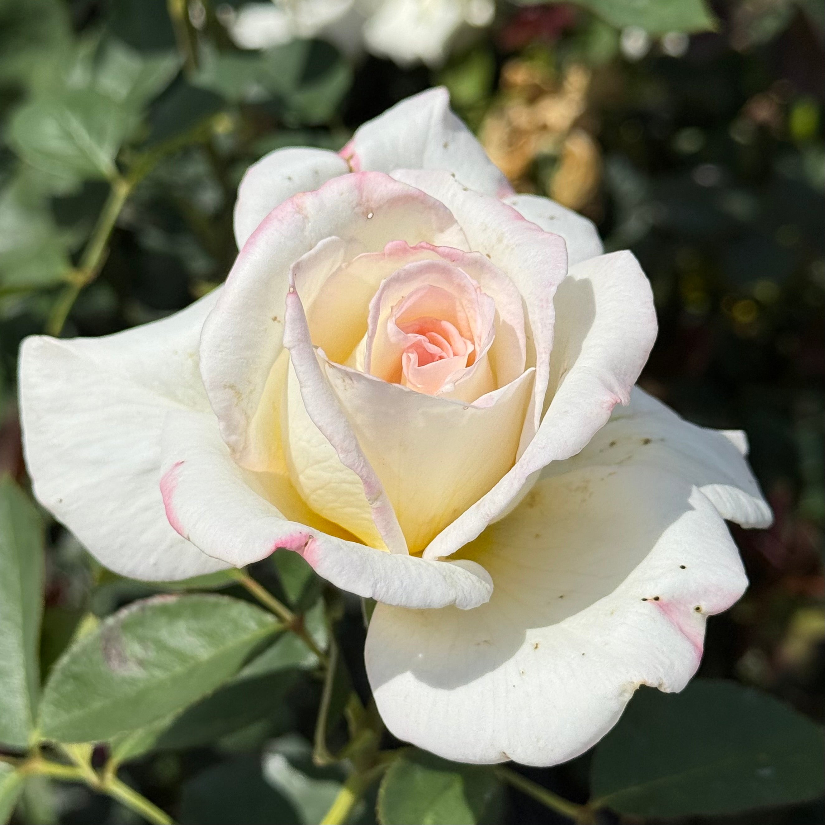 Secret's Out! ™ Potted Rose Bush