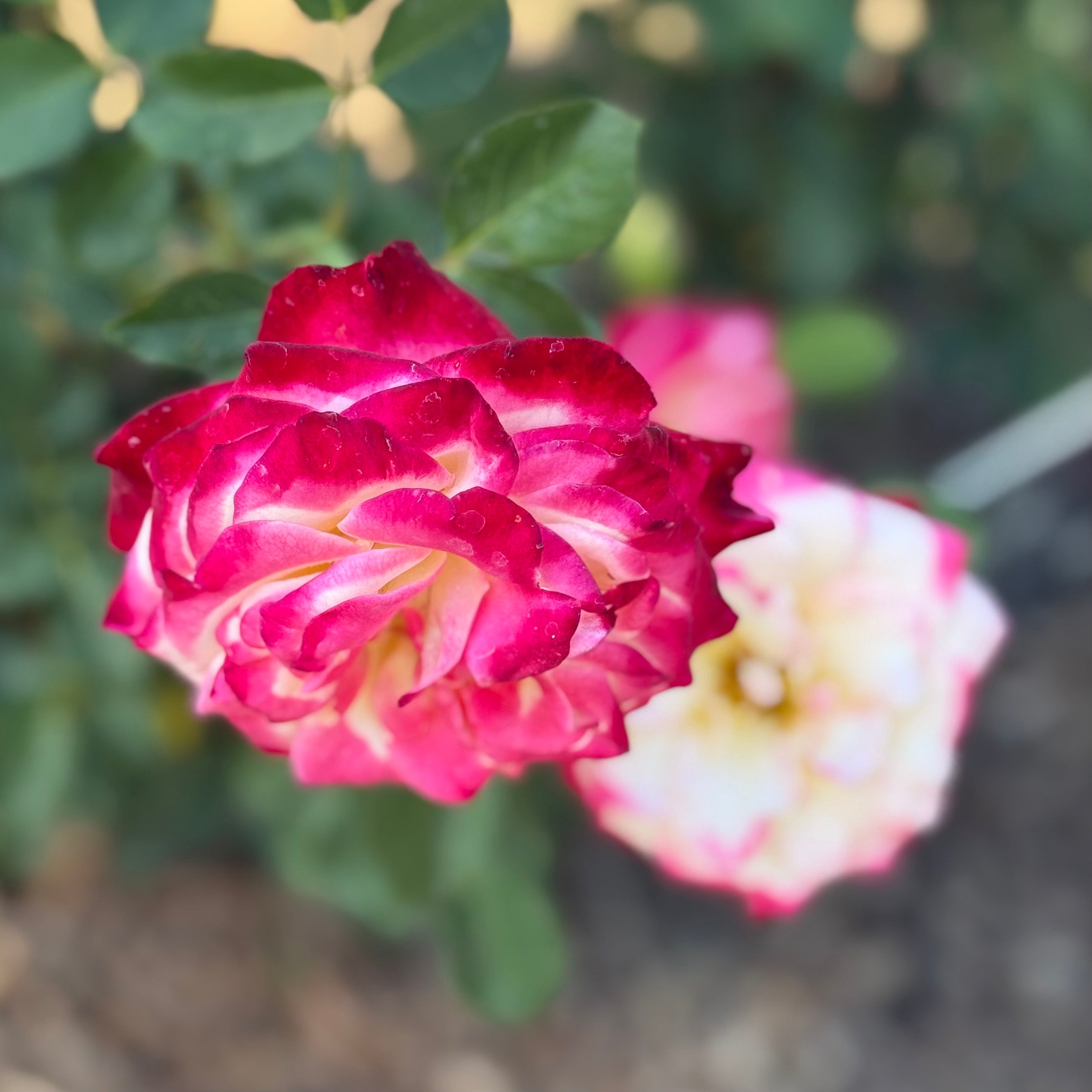 Love at First Sight™ Potted Rose Bush