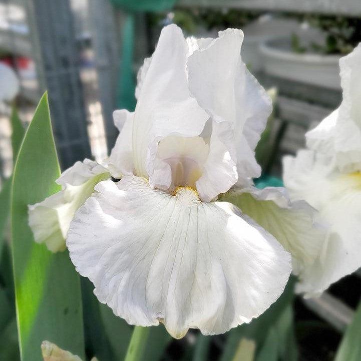 Iris Renown Potted Bearded Iris Plant