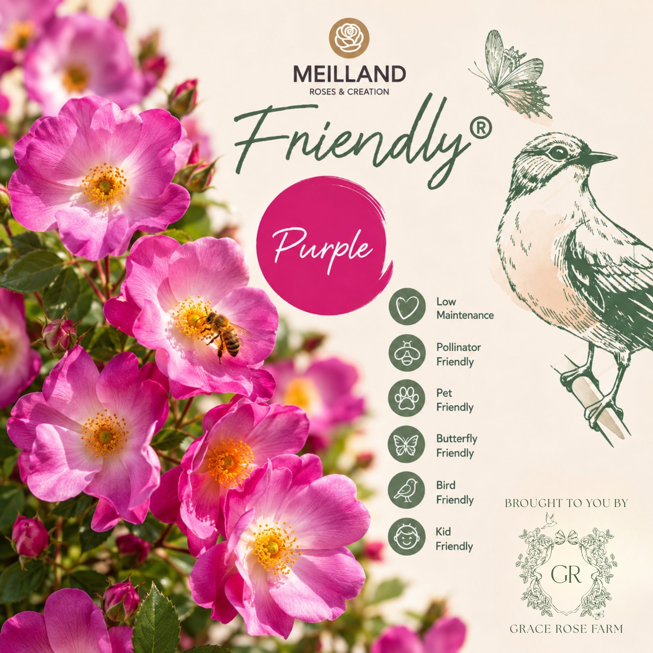 Friendlyยฎ Purple Potted Rose Bush