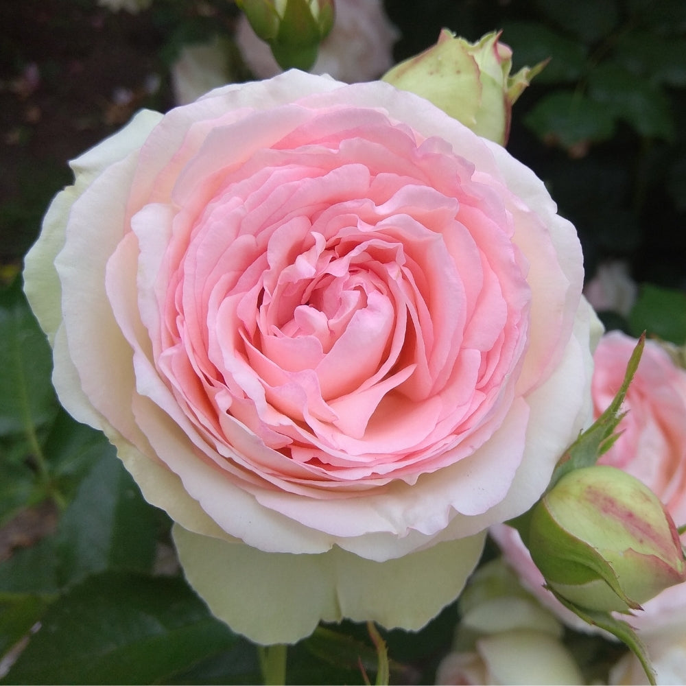 Eden Climber® Bare Root Climbing Rose