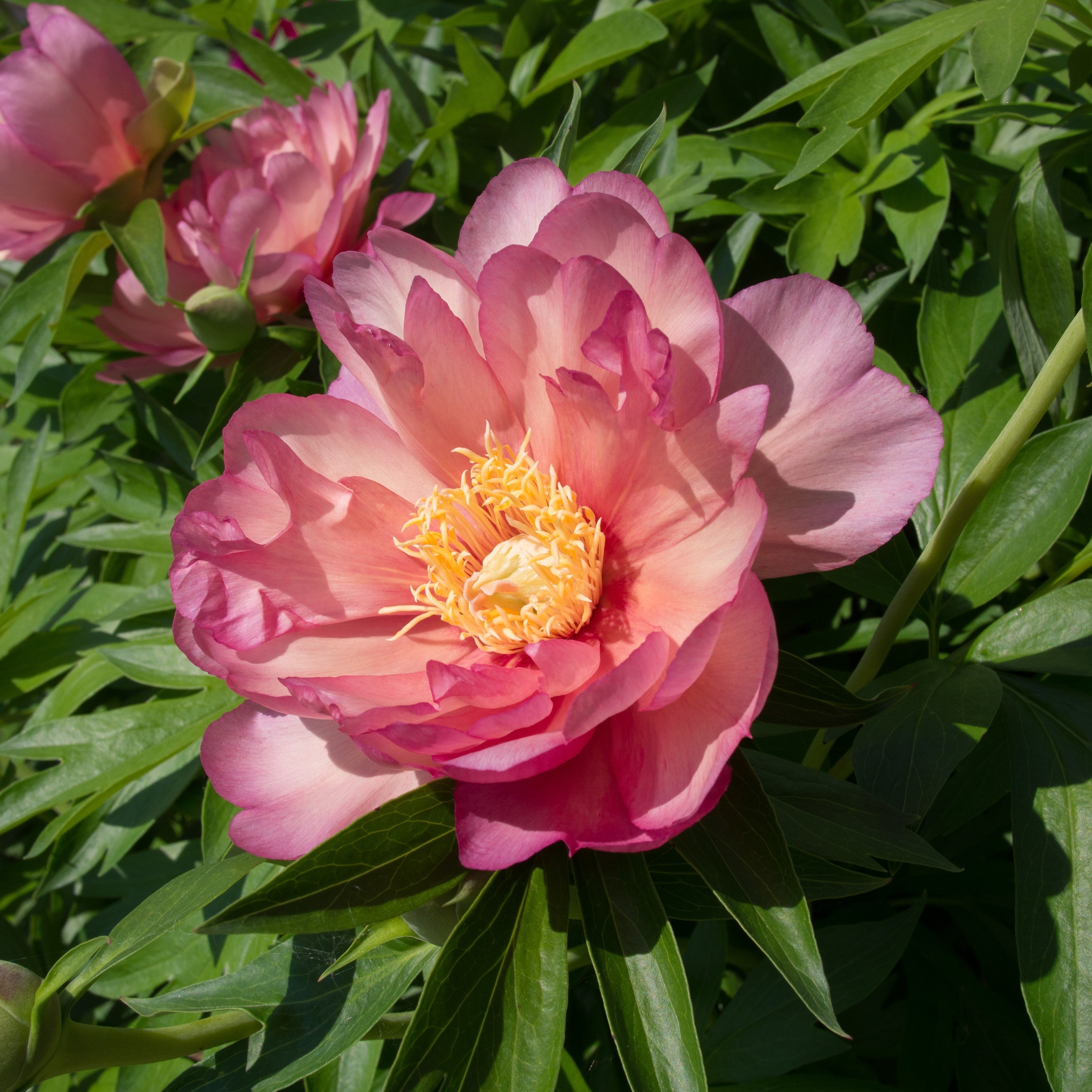 Peony 'Julia Rose' Potted Itoh Peony Plant