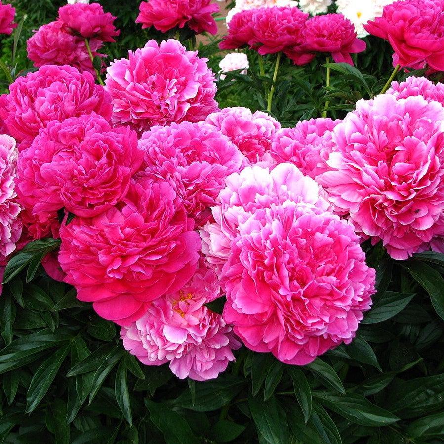 Peony 'Kansas' Potted Peony Plant