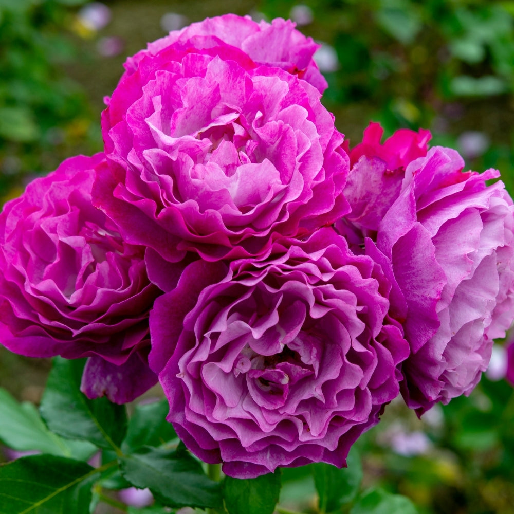 Wild Blue Yonder™ Bare Root Rose Bush