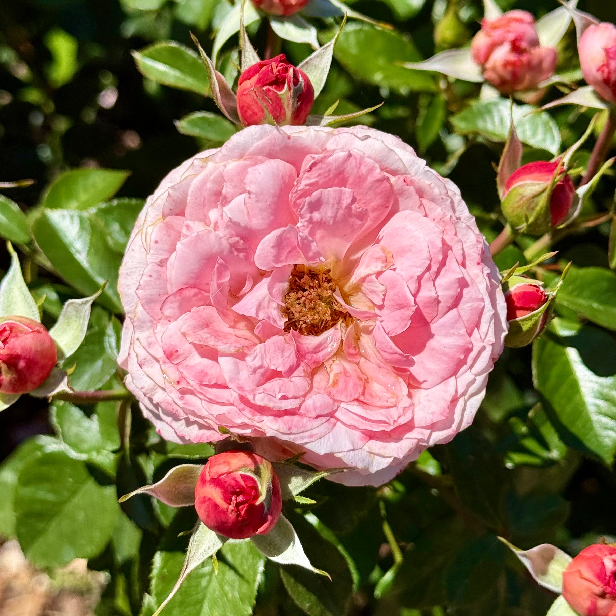 Sexy Rexy® Potted Rose Bush