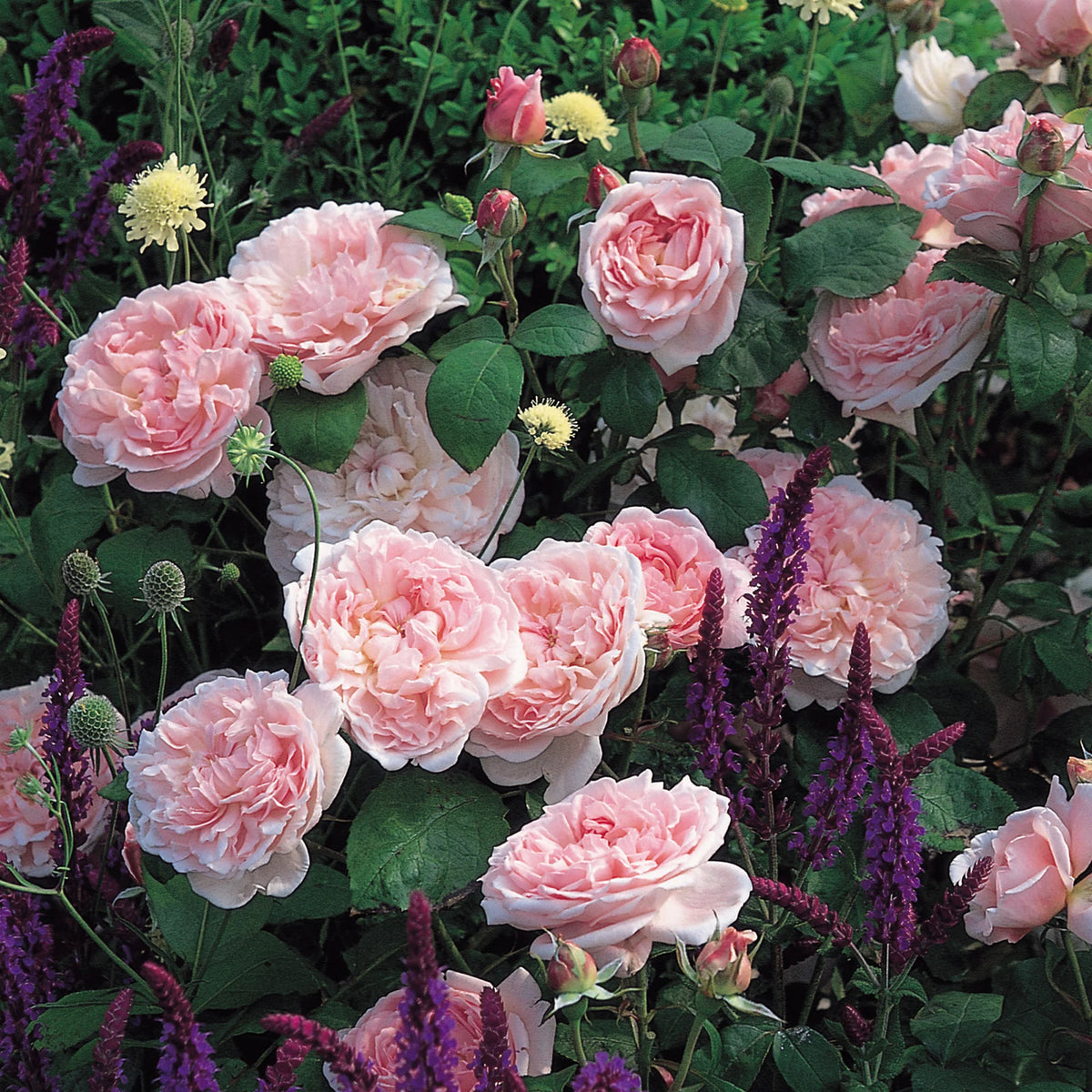 David Austin® Eglantyne Potted Rose Bush