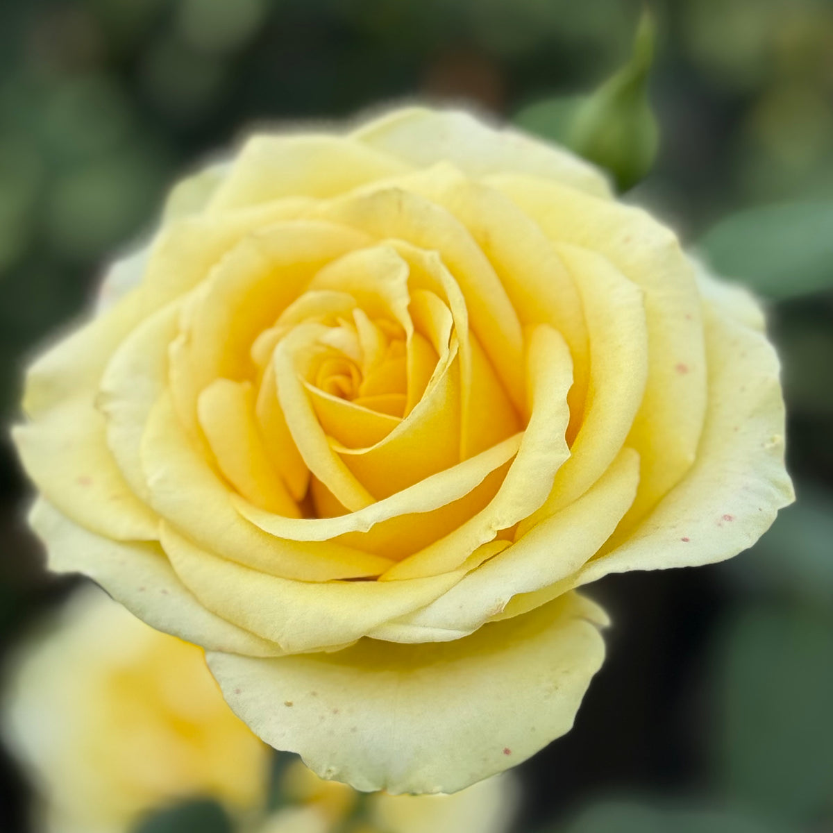 St. Patrick™ Potted Tree Rose