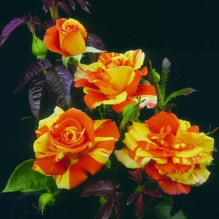 Oranges n' Lemons Potted Rose Bush