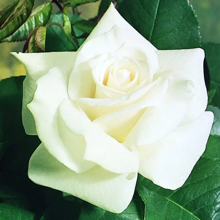 Pascali® Potted Rose Bush