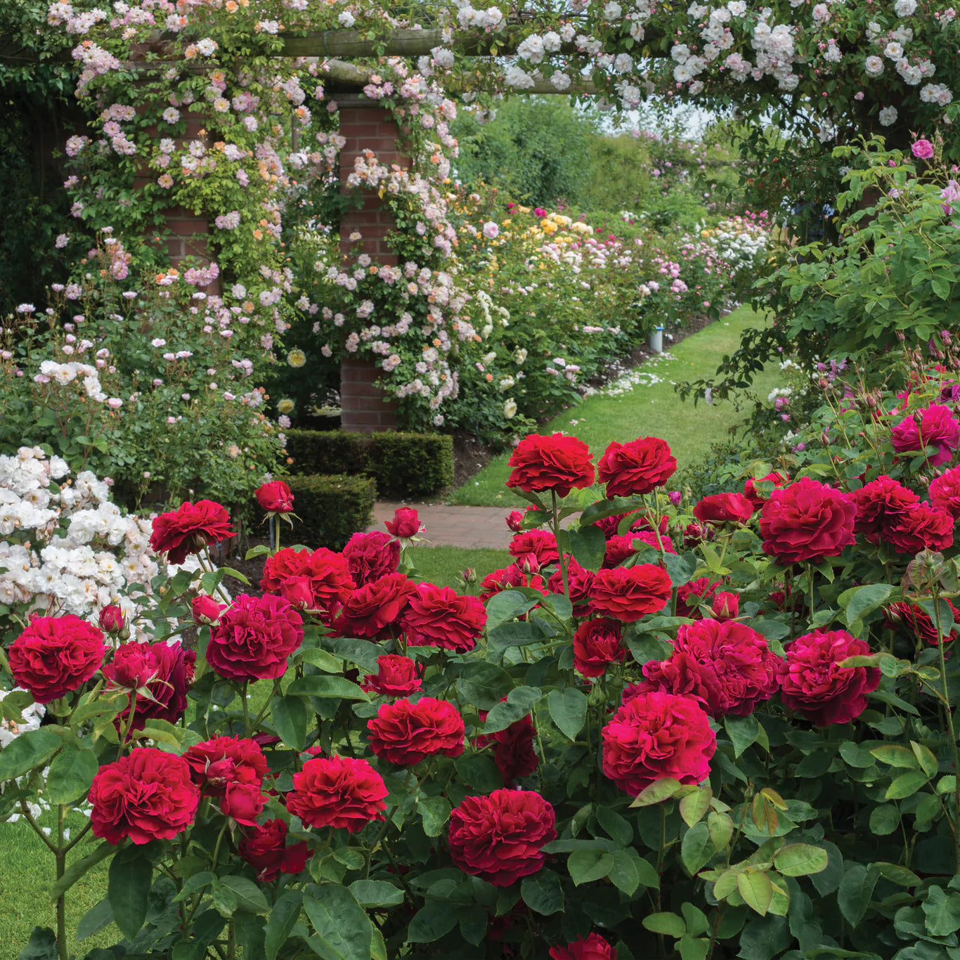David Austin® L.D. Braithwaite® Potted Rose Bush