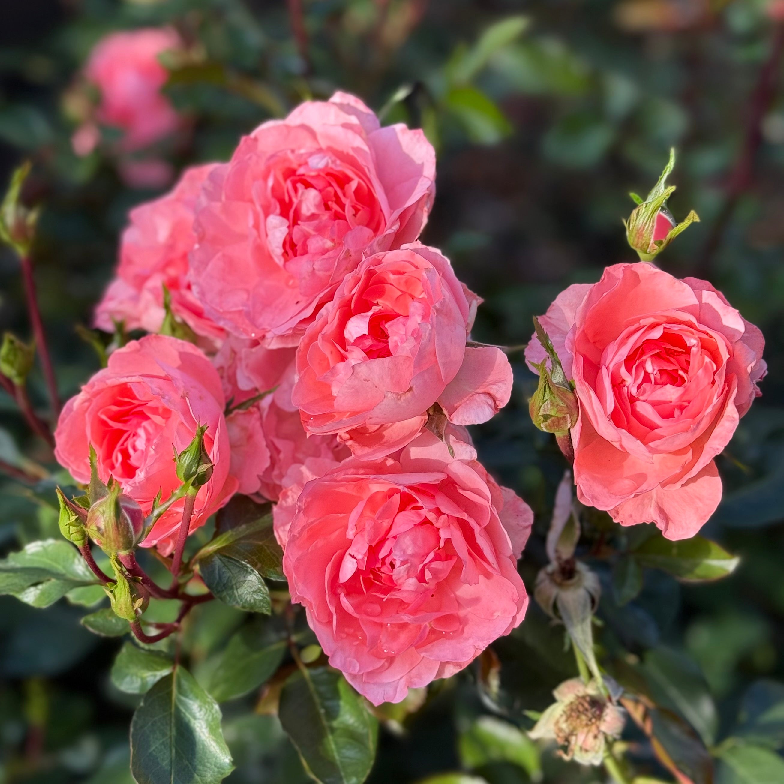 Passionate Kisses® Potted Tree Rose