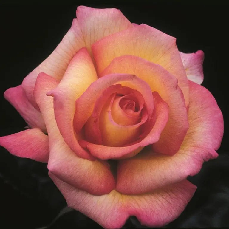 Sheila's Perfume Bare Root Rose Bush