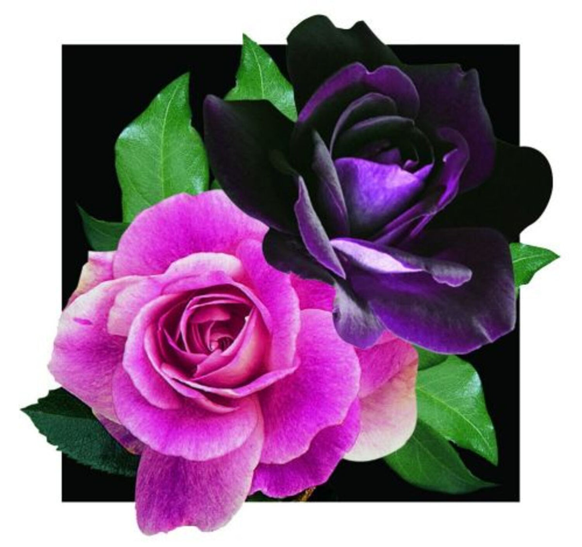 Brilliant Pink & Burgundy Iceberg Potted Tree Rose