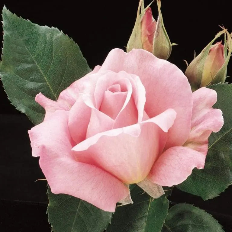 Tiffany Potted Rose Bush