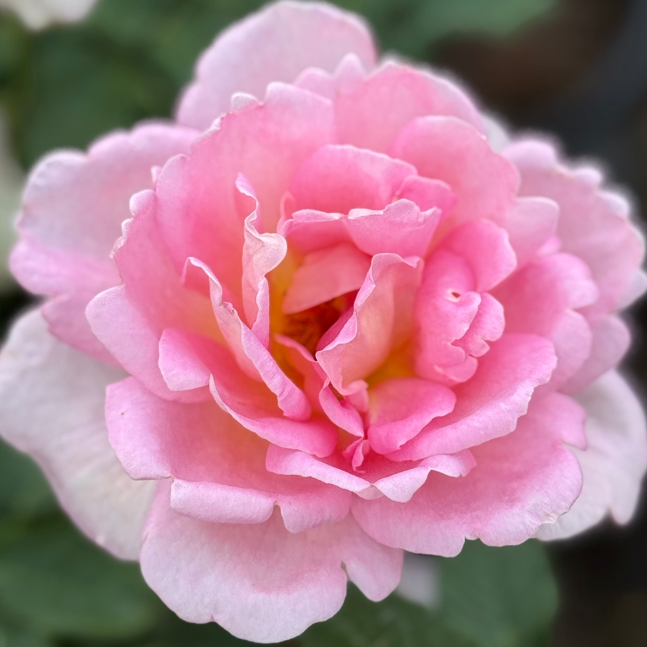 Tiffany Potted Rose Bush