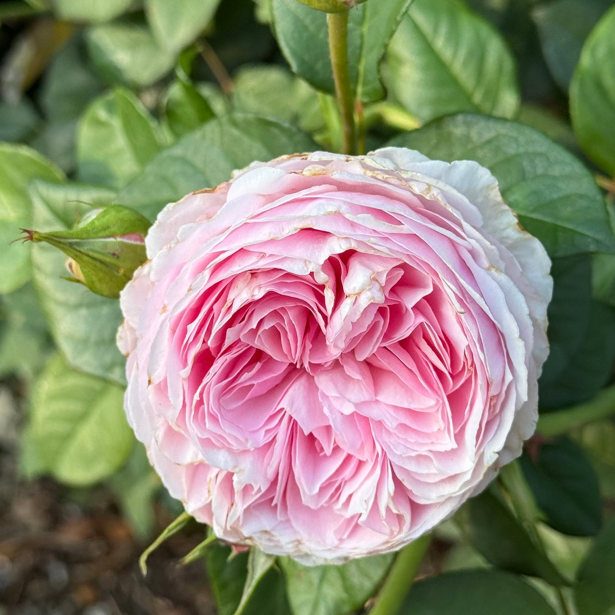Scentuous™ Bare Root Rose Bush
