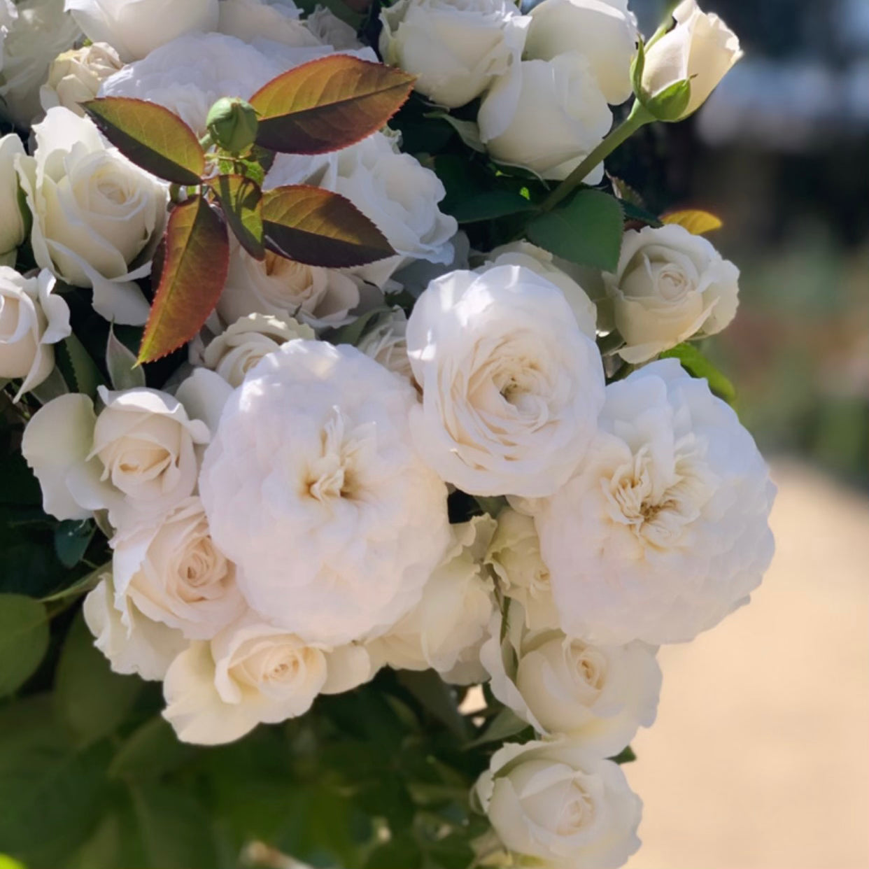 Pure Perfume Potted Rose Bush