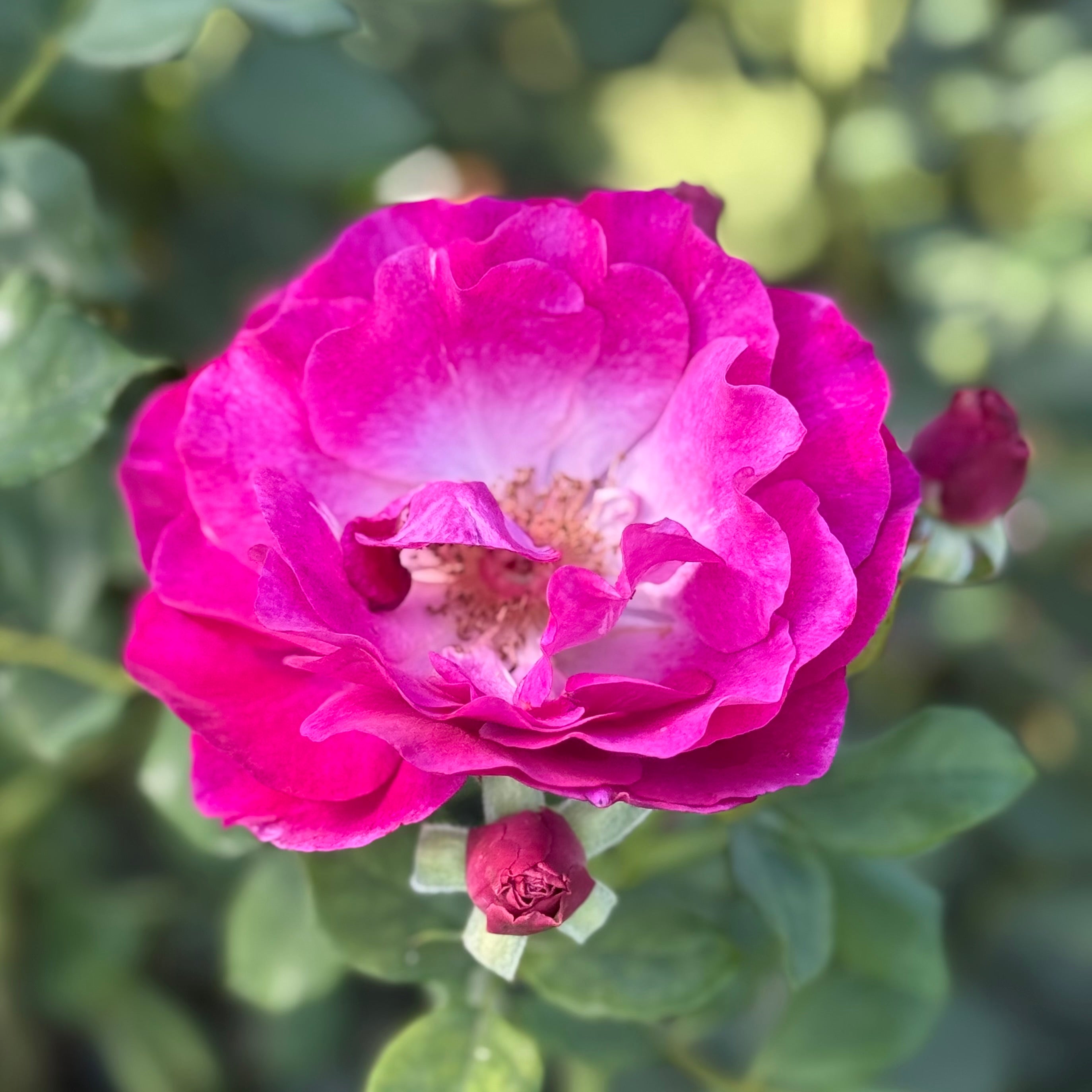 Wild Blue Yonder™ Potted Rose Bush
