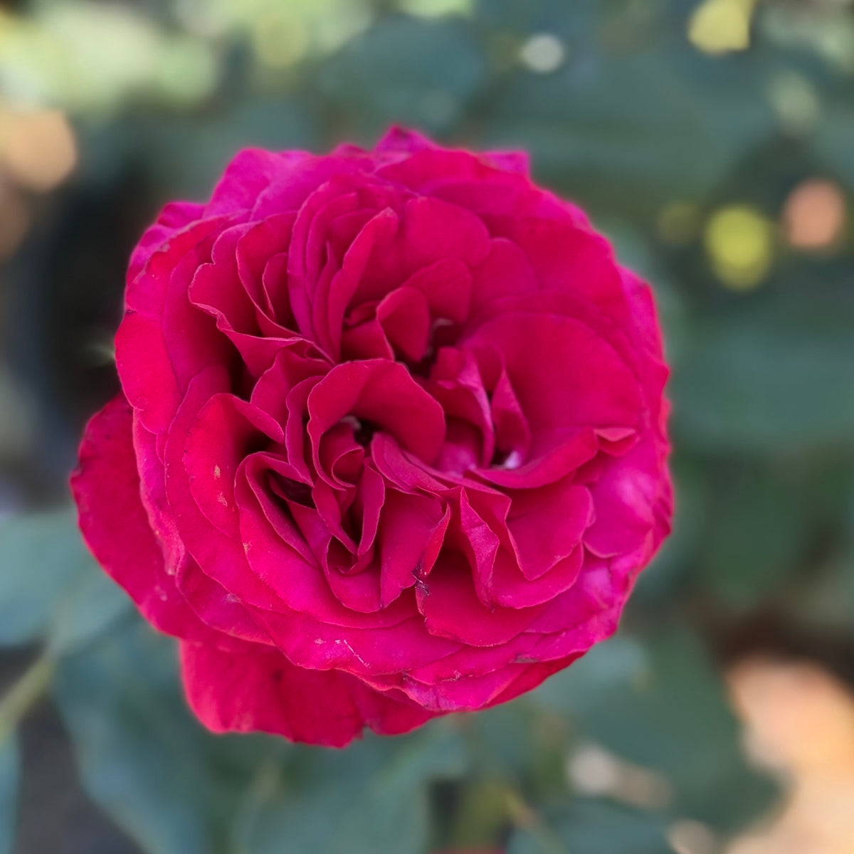 Beloved Bare Root Rose Bush