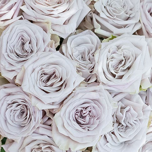 Menta™ Potted Rose Bush