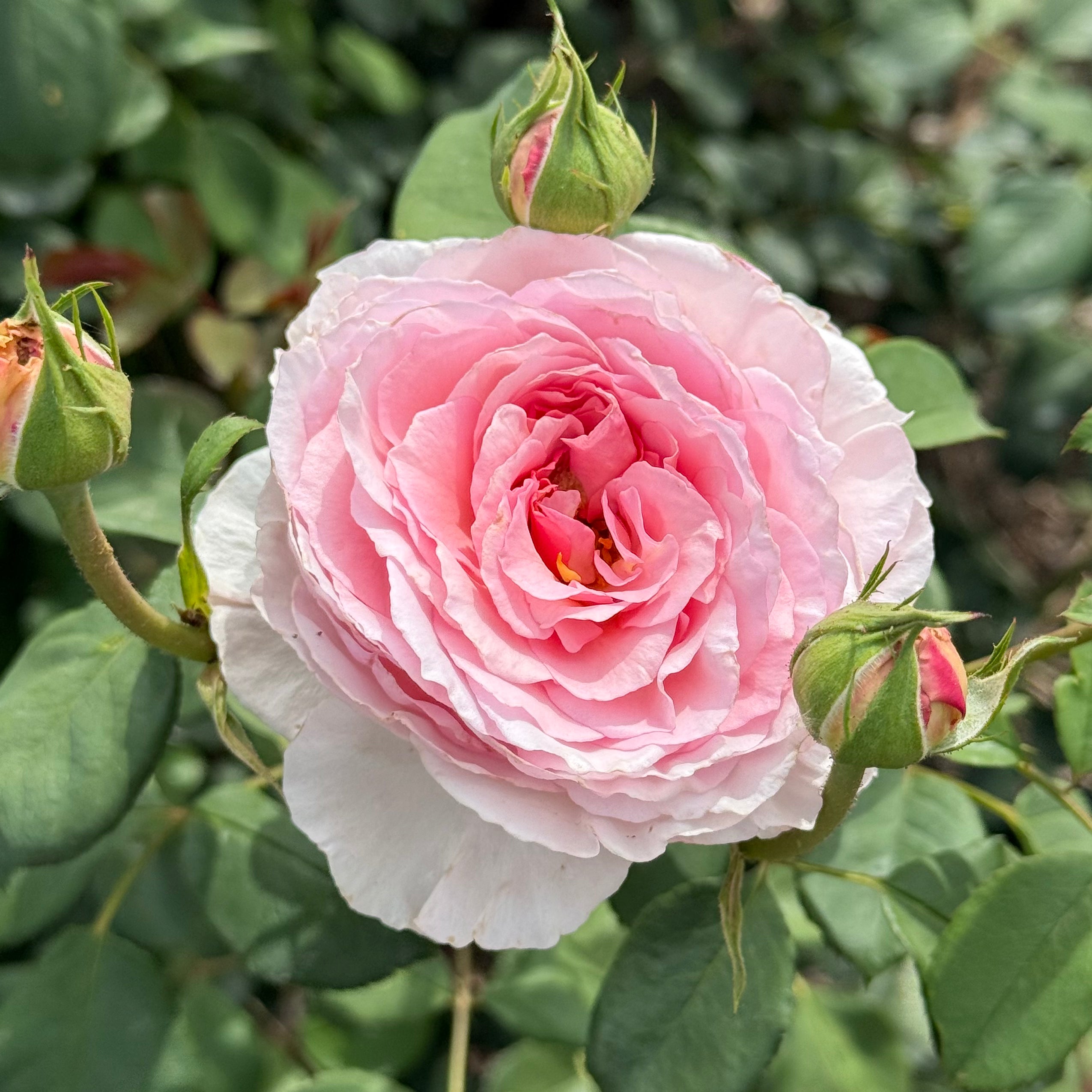 David Austin® James Galway® Potted Climbing Rose