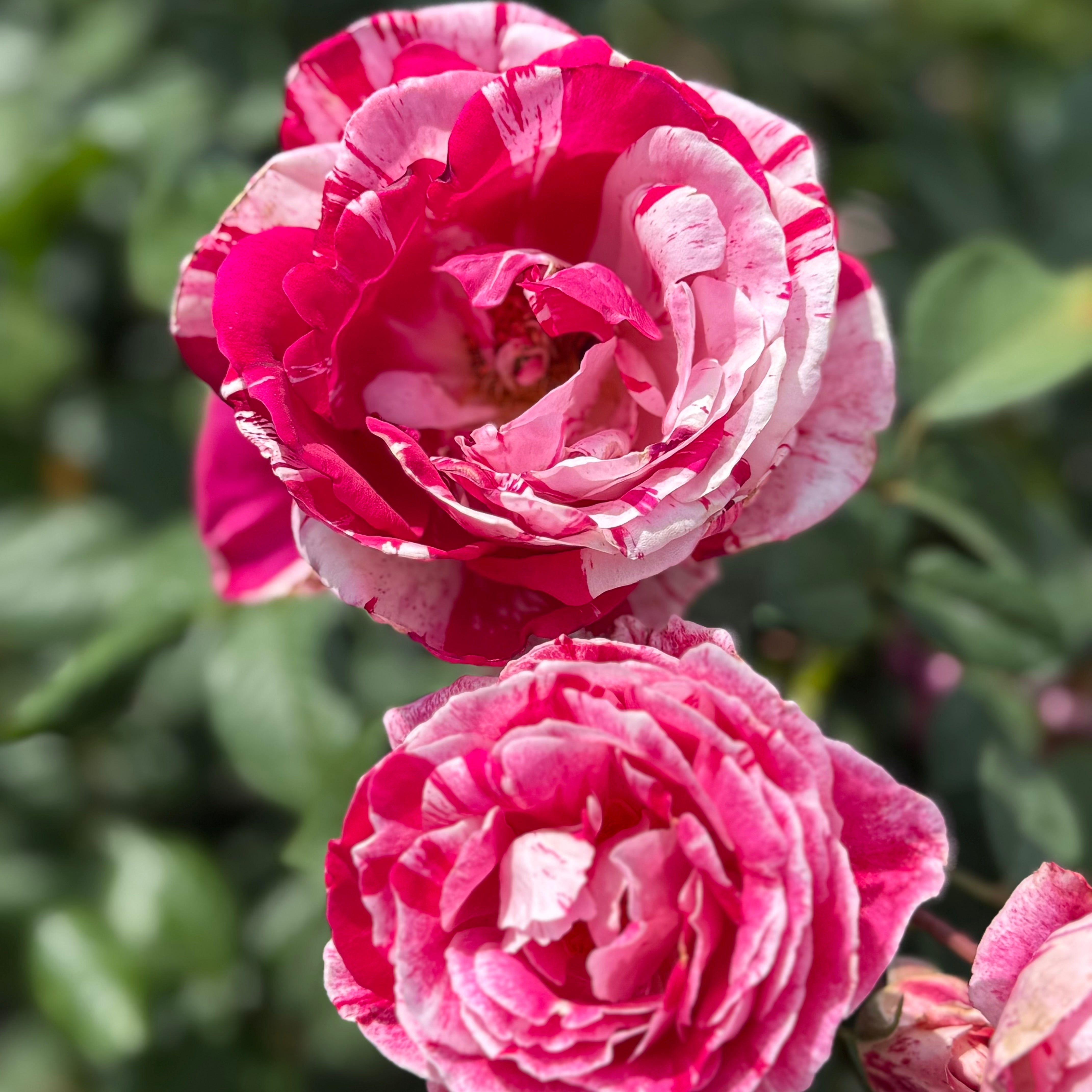 Scentimental™ Potted Rose Bush