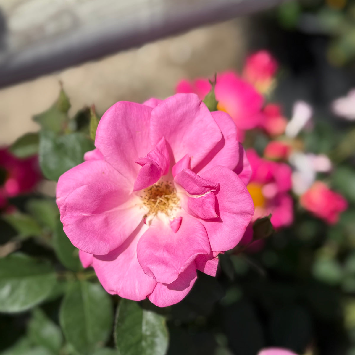 Pink Freedom™ Bare Root Rose Bush