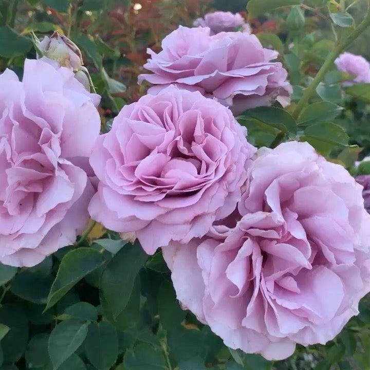 Love Song™ Potted Tree Rose