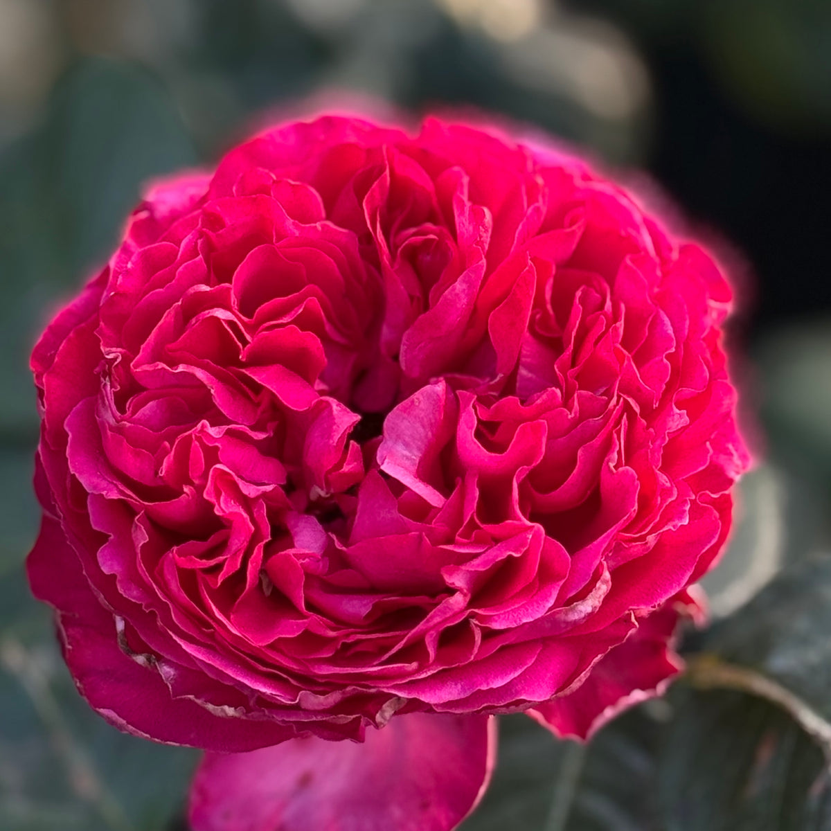 Traviata® Bare Root Rose Bush