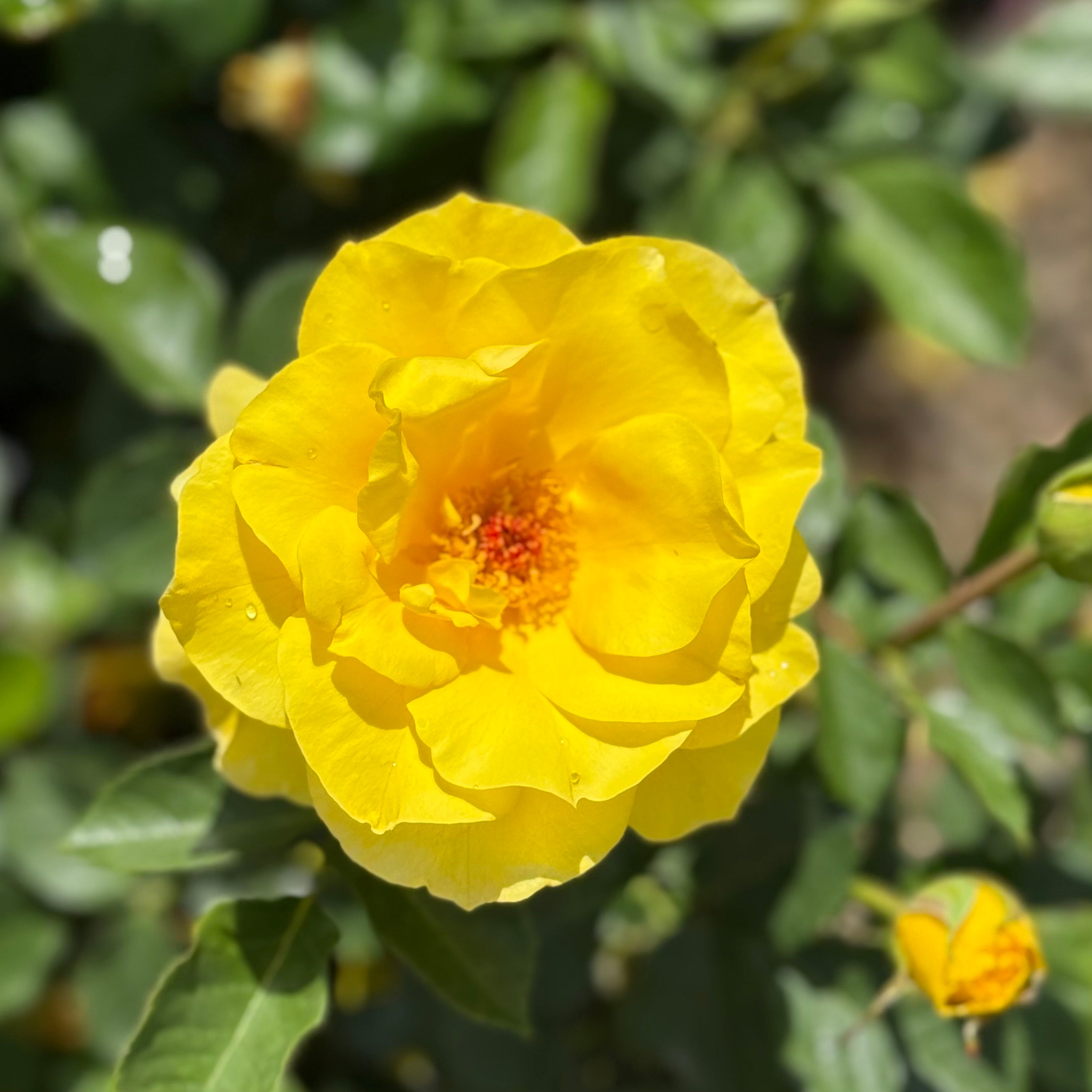 Sunsprite™ Potted Tree Rose