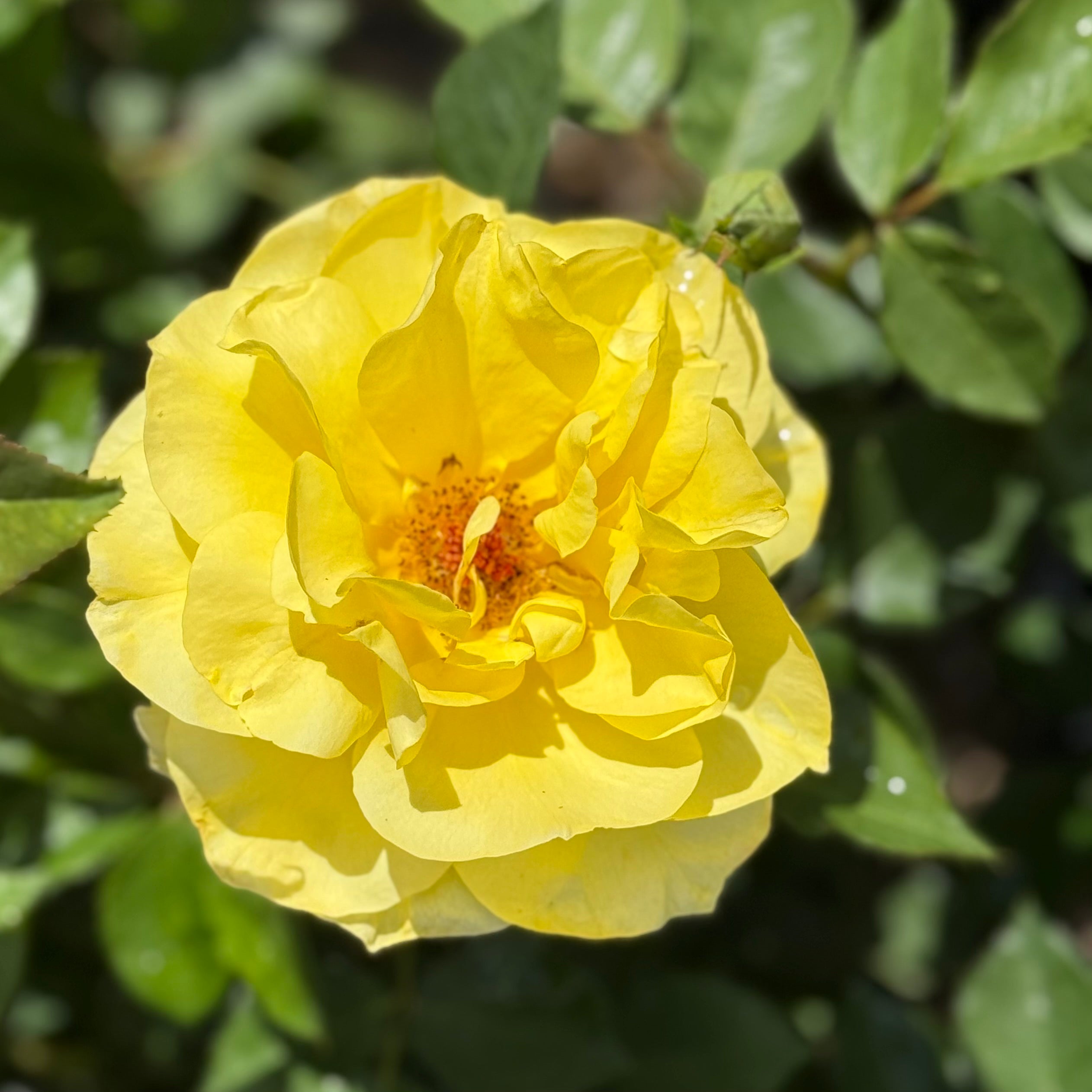 Sunsprite™ Potted Tree Rose