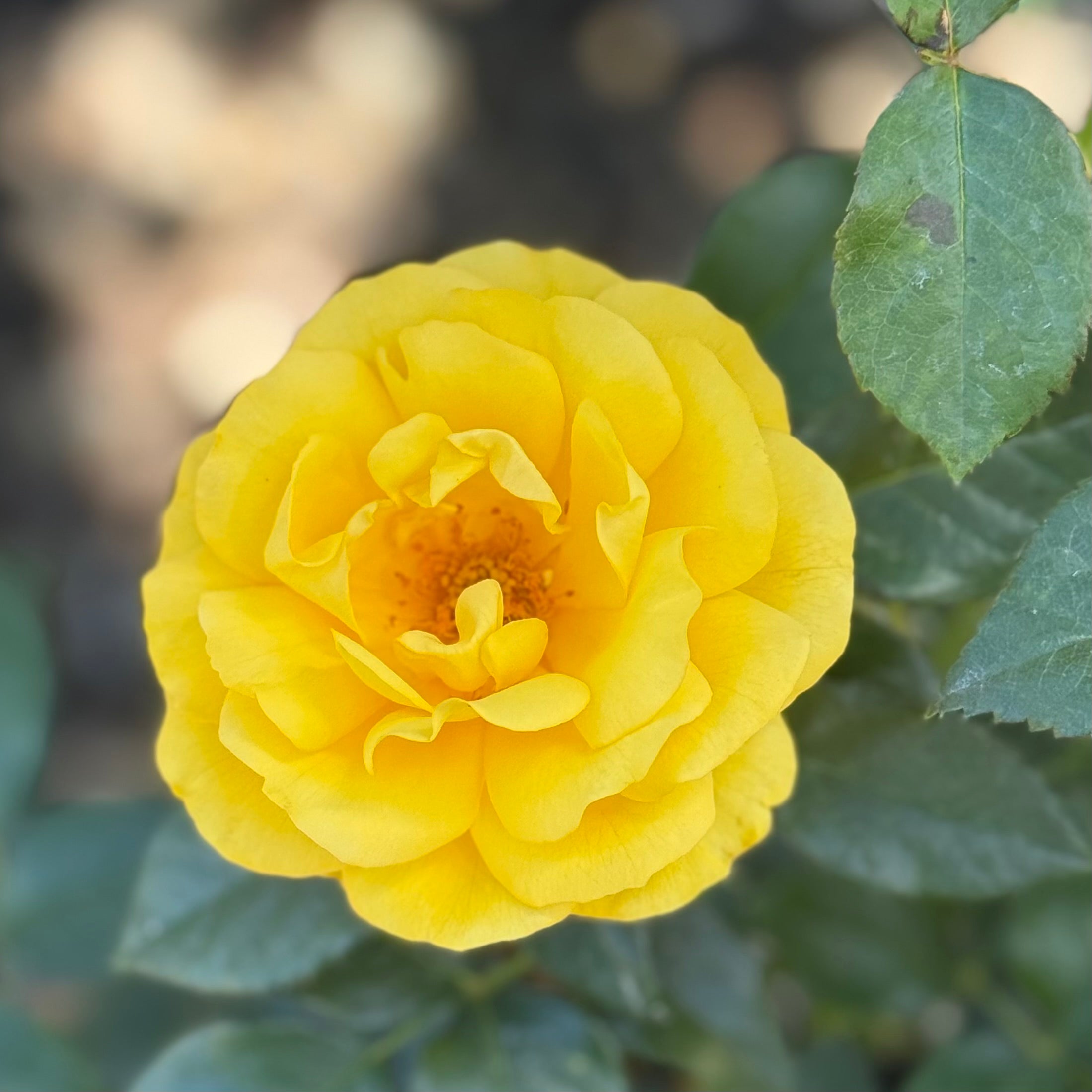 Veranda® Sunbeam Potted Rose Bush