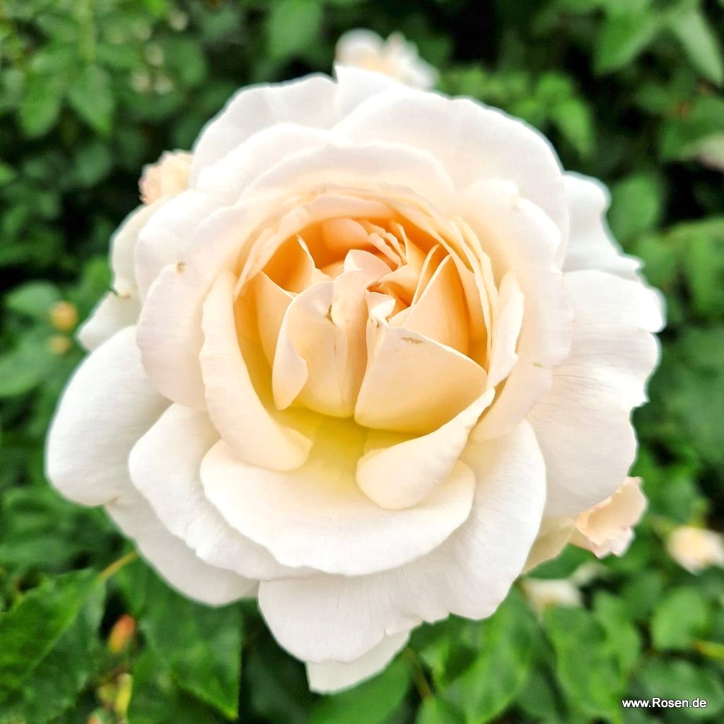 Fairytale Roses® Kosmos® Bare Root Rose Bush