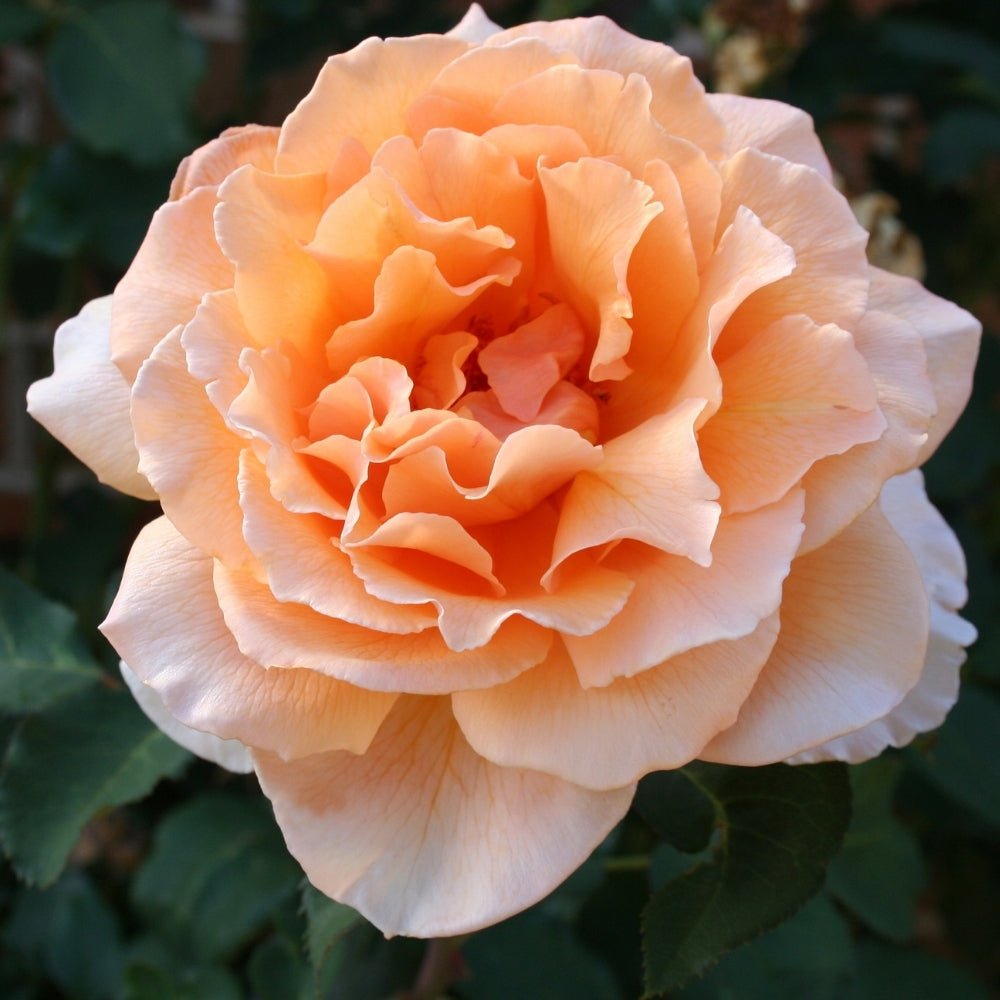 Just Joey Potted Tree Rose
