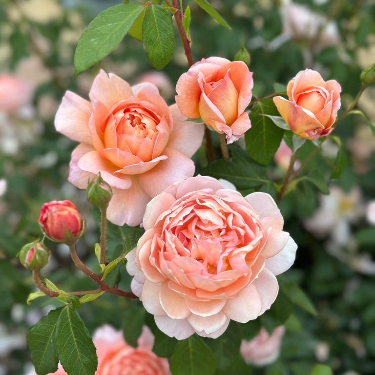 David Austin® Carding Mill® Potted Rose Bush